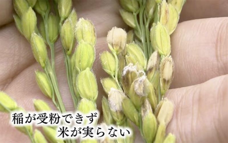 酷暑で意ね受粉しない