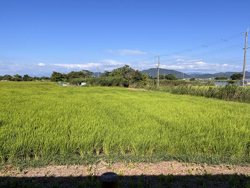 田んぼ