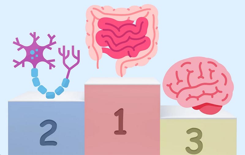 脳は腸の次に生まれた