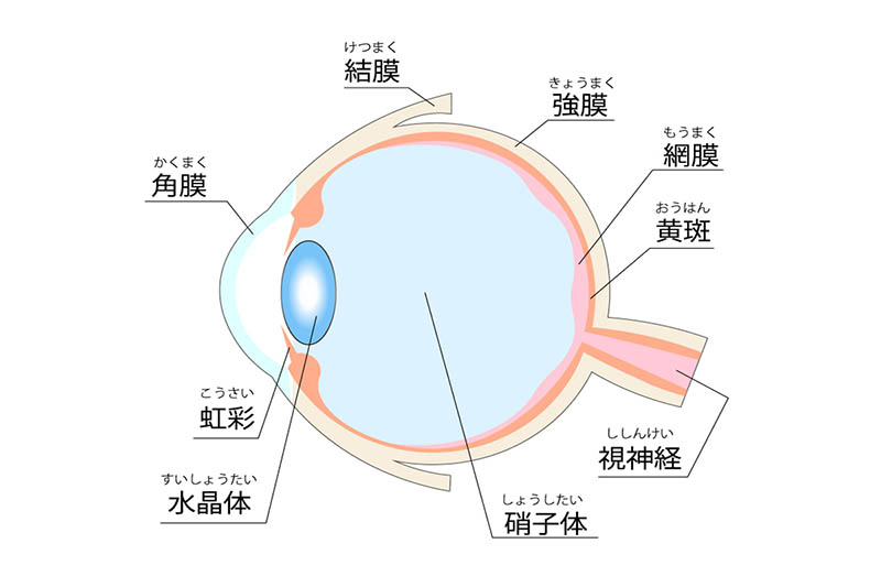 眼疾患